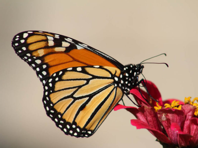 600 x 400 monarch1