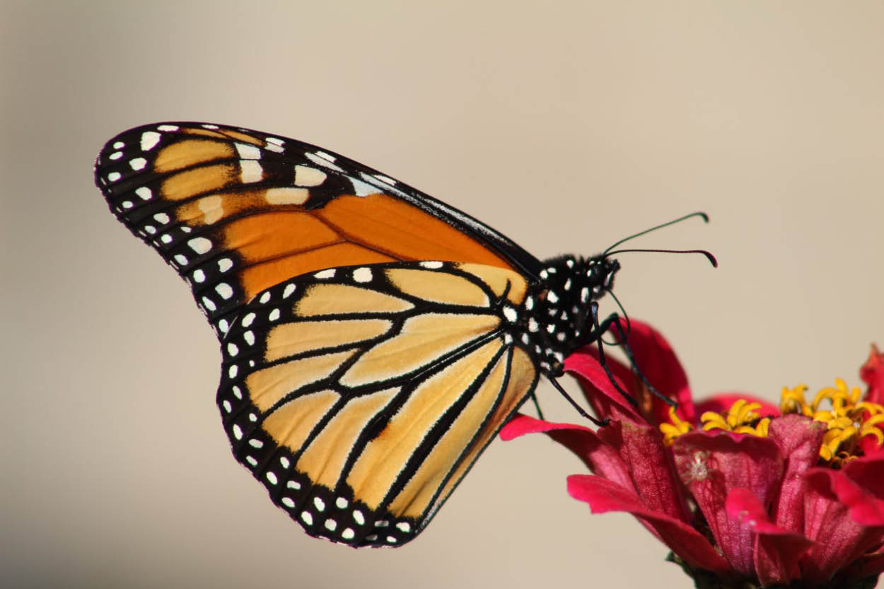 600 x 400 monarch1