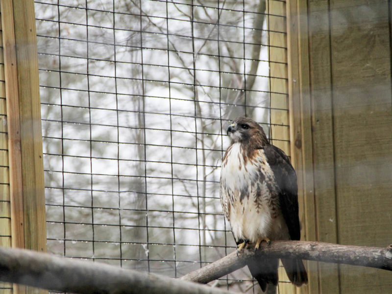 how rain affects wildlife