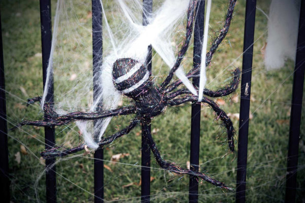 Preserve A Spider Web