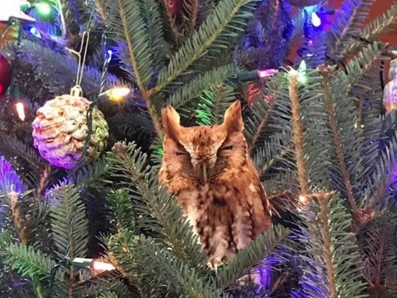 600 x 400 Screech Owl