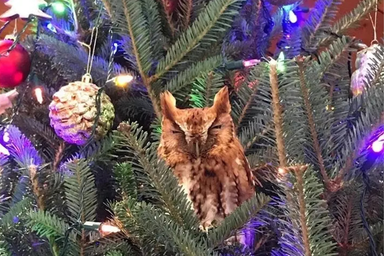 600 x 400 Screech Owl