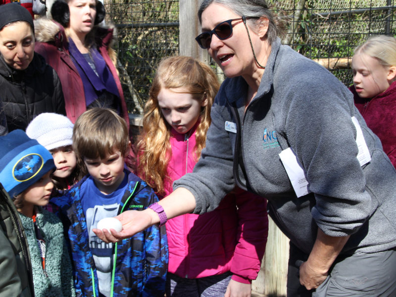 wildlife baby shower