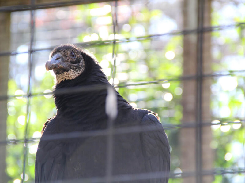 This Maine Zoo With Over 200 Animals Sets Opening Date for 2023