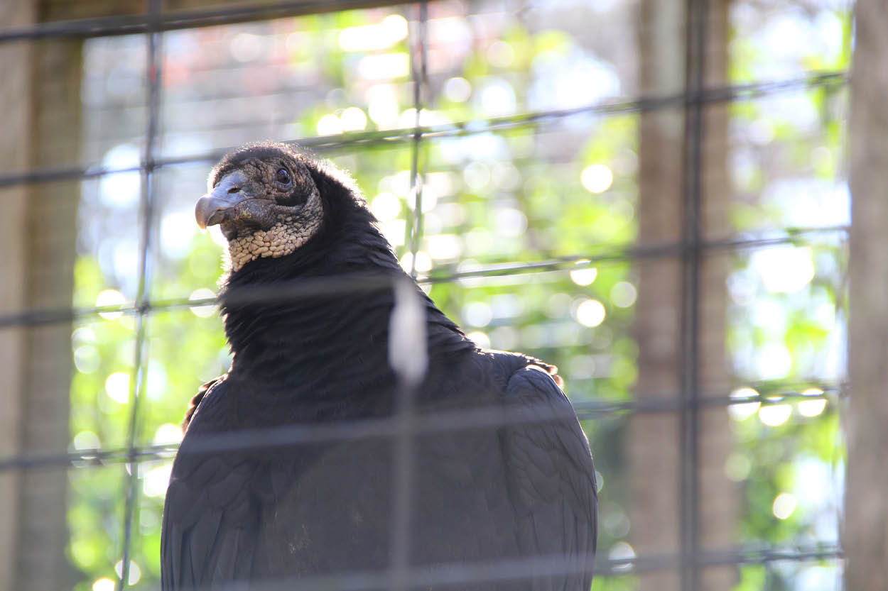 Turkey Vulture  The Maryland Zoo