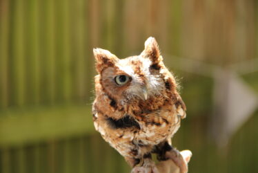 Wildlife_Rehab_-_Owl_with_One_Eye