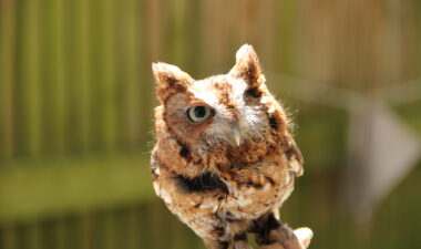 Animal Encounters Observe native wildlife in a calm, natural setting