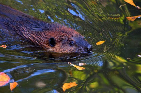 Largest rodent in the United States Front teeth are orange due to thick enamel to strengthen them. See her on the Wildlife Walk. Female: Arrived in 2016 after being orphaned after a flood. Annual food cost: $300