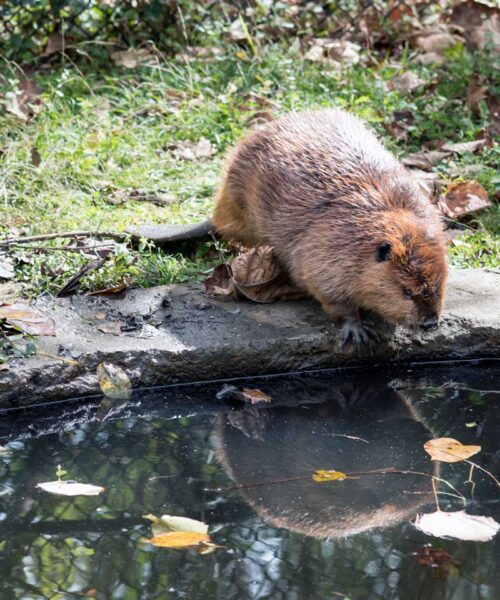 Clifford-Martin_Other_Beaver_D80-0981-1