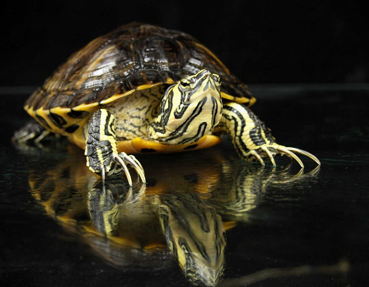 YELLOW-BELLIED SLIDER: Trachemys scriptaNamed slider because they often drop into the water when startled. Males have elongated front toenails used in courtship. See him In the Watershed Gallery Male: Arrived in 2006 after being kept as a pet in poor conditions. Annual food cost: $100