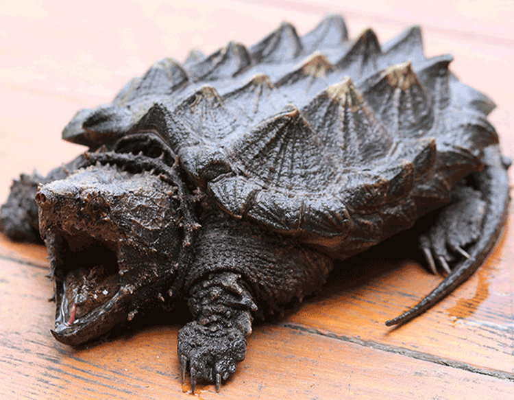 ALLIGATOR SNAPPING TURTLE: Macrochelys temminckiina Native to SW portion of Georgia. Can reach 200 pounds.  See it In the Watershed Gallery. Undetermined Gender: Arrived in 2017 after being hatched in captivity ~2009. Annual food cost: $150