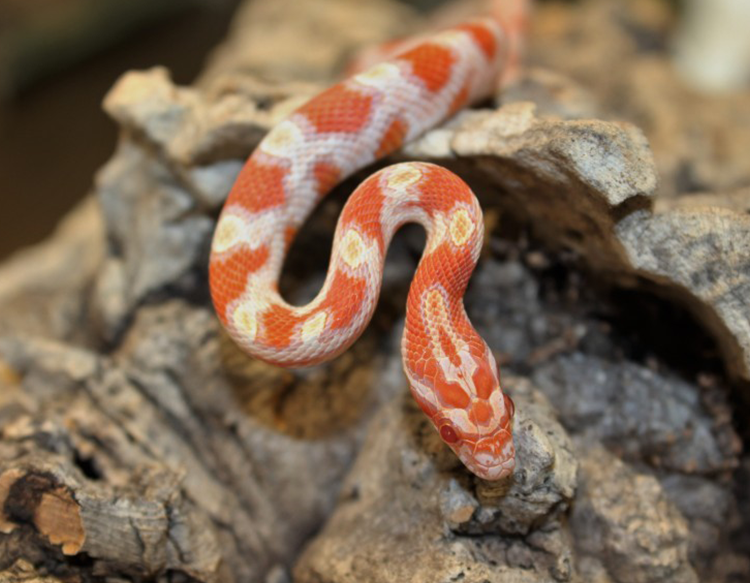 CORN SNAKE: Pantherophis guttatusAlso called the red rat snake. Identifying characteristics include a checkerboard belly. See it In the Watershed Gallery. Male: He arrived in 2008 after hatching in captivity at a NC nature center in 1995. Annual food cost: $65