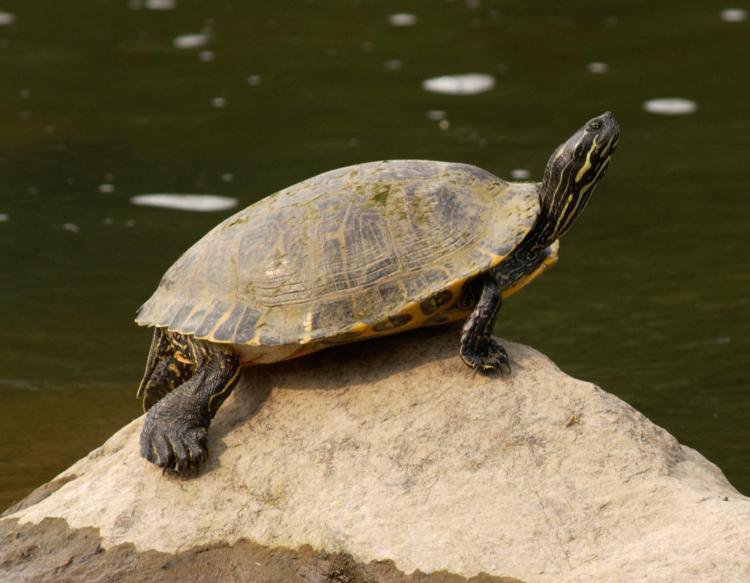 EASTERN RIVER COOTER: Pseudemys concinna
Adult females are herbivores and adult males are omnivores. Females grow much larger than males. See him In the Watershed Gallery.  This male arrived in 2009 after being rescued by a herpetologist from a sewage-filled retention pond, which led to numerous shell problems. Annual food cost: $100