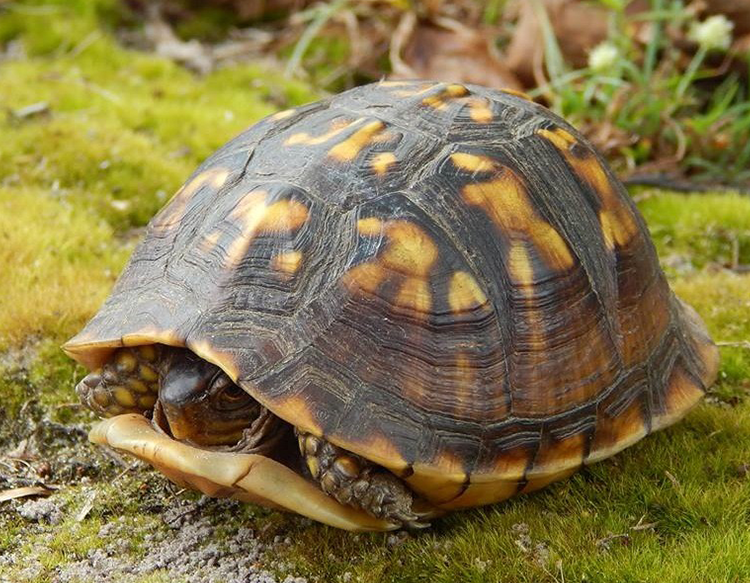 EASTERN BOX TURTLE: Terrapene Carolina
Only land turtle in northern half of Georgia. Lives over 75 years and only travels within a 5 mile radius throughout its life. See them In the Watershed Gallery. These two females both arrived in June 2010 after being brought to CNC for rehab. One had an injured front leg that required amputation. The other had a severely fractured right front leg that also required amputation. Because they are not able to climb over fallen logs, rocks, etc., they cannot be released. Annual food cost: $150