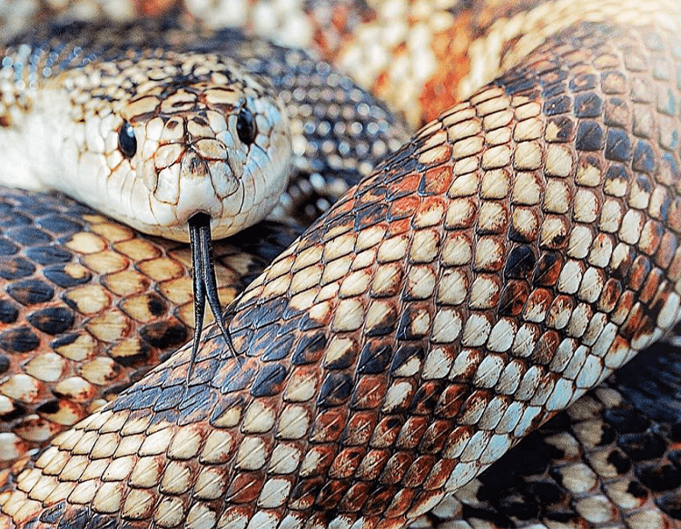 FLORIDA PINE SNAKE: Pituophis melanoleucusLives in dry, sandy soils. Inflates front of the body and hisses loudly as a bluff to predators. See her In the Watershed Gallery. Female: Arrived in 2001 after being kept illegally for commercial sale. Annual food cost: $65