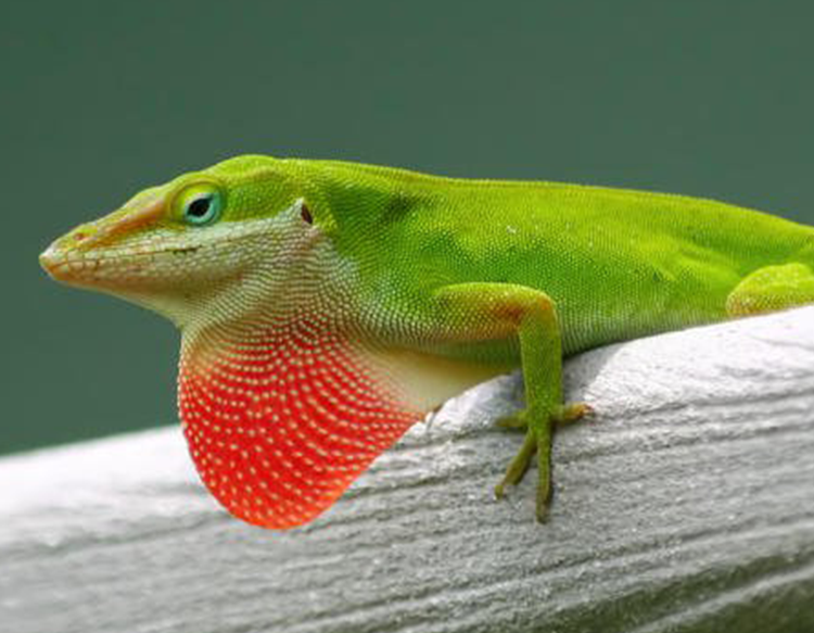 GREEN ANOLE:  Anolis carolinensis
Can change color from green to gray, but is not related to chameleons Males have a pink throat fan (dewlap) that is used to attract mates and establish dominance. See them In the Watershed Gallery. Males and Females: These individuals all came to CNC in 2018-2023 and were either taken out of the pet trade or rescued from construction sites. Annual food cost: $175