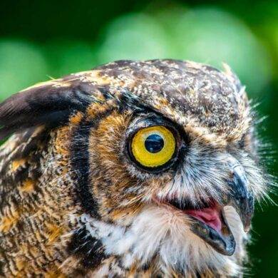 Largest owl in Georgia. One of the few predators of skunks. See them on the Wildlife Walk. Female: Arrived in 2005 and has an injured wing. Female: Arrived in 2012 and has an injured wing. Annual food cost: $1500