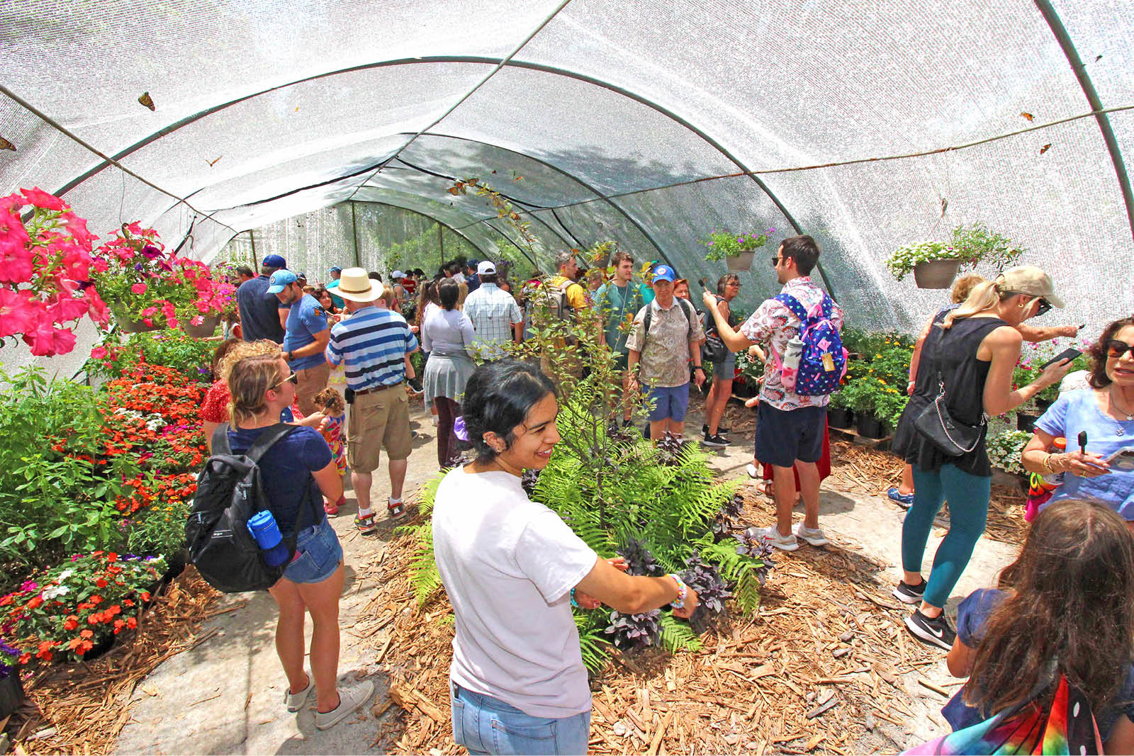 Guided experience through the exhibit with hundreds of native butterflies