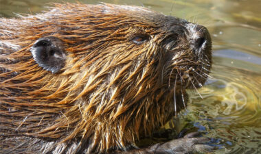 Animal Encounters Observe native wildlife in a calm, natural setting