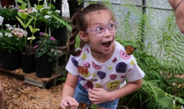 Butterfly Encounter Explore all things pollinators! Open through August 31