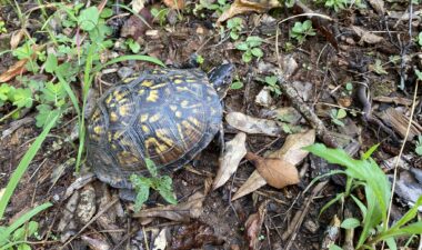 See how owls, turtles, and other native wildlife adapt to the colder months along our  Wildlife Walk or inside the in the Watershed Gallery.